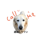 犬のNさん（個別スタンプ：3）