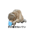 犬のNさん（個別スタンプ：4）