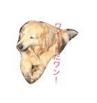 犬のNさん（個別スタンプ：5）