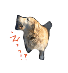 犬のNさん（個別スタンプ：6）