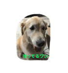 犬のNさん（個別スタンプ：8）