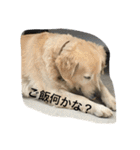 犬のNさん（個別スタンプ：9）