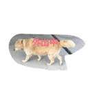 犬のNさん（個別スタンプ：10）