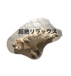 犬のNさん（個別スタンプ：11）