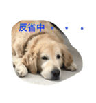 犬のNさん（個別スタンプ：12）