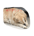 犬のNさん（個別スタンプ：13）