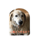 犬のNさん（個別スタンプ：15）