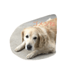犬のNさん（個別スタンプ：16）