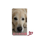 犬のNさん（個別スタンプ：17）