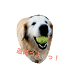 犬のNさん（個別スタンプ：19）