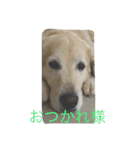 犬のNさん（個別スタンプ：21）