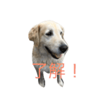 犬のNさん（個別スタンプ：23）