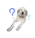 犬のNさん（個別スタンプ：25）