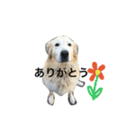 犬のNさん（個別スタンプ：27）