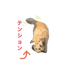 犬のNさん（個別スタンプ：29）