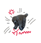 犬のNさん（個別スタンプ：30）