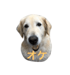 犬のNさん（個別スタンプ：31）