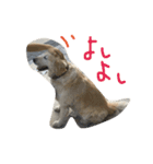 犬のNさん（個別スタンプ：32）