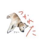 犬のNさん（個別スタンプ：35）