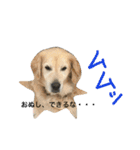 犬のNさん（個別スタンプ：36）