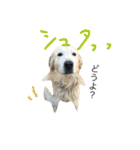 犬のNさん（個別スタンプ：37）