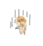 犬のNさん（個別スタンプ：39）