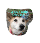 ドックアシスト千手（個別スタンプ：1）