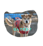 ドックアシスト千手（個別スタンプ：3）