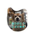 ドックアシスト千手（個別スタンプ：6）
