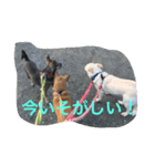 ドックアシスト千手（個別スタンプ：7）