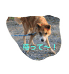 ドックアシスト千手（個別スタンプ：9）
