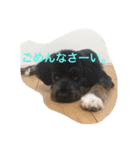 ドックアシスト千手（個別スタンプ：11）