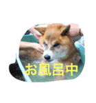 ドックアシスト千手（個別スタンプ：12）