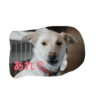 ドックアシスト千手（個別スタンプ：15）