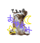 コーギーのパコ（個別スタンプ：2）