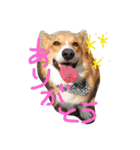 コーギーのパコ（個別スタンプ：3）