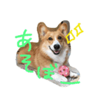 コーギーのパコ（個別スタンプ：7）