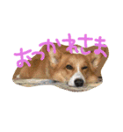 コーギーのパコ（個別スタンプ：8）