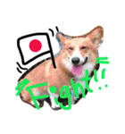 コーギーのパコ（個別スタンプ：16）