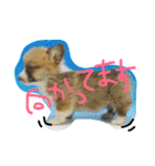 コーギーのパコ（個別スタンプ：18）