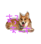 コーギーのパコ（個別スタンプ：22）