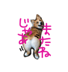 コーギーのパコ（個別スタンプ：24）