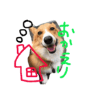 コーギーのパコ（個別スタンプ：25）
