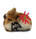 コーギーのパコ（個別スタンプ：28）
