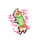 コーギーのパコ（個別スタンプ：29）