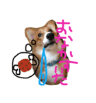 コーギーのパコ（個別スタンプ：30）