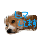 コーギーのパコ（個別スタンプ：32）