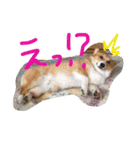 コーギーのパコ（個別スタンプ：35）