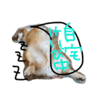 コーギーのパコ（個別スタンプ：39）