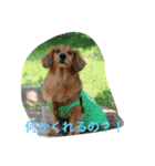Dachs' Miro kitten Ikemen stamp（個別スタンプ：1）